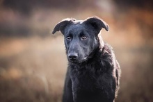 BINGO, Hund, Mischlingshund in Kroatien - Bild 5