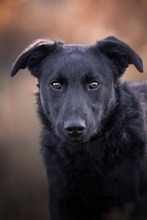 BINGO, Hund, Mischlingshund in Kroatien - Bild 6