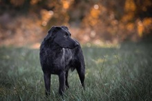 BINGO, Hund, Mischlingshund in Kroatien - Bild 8