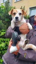 SAMMY, Hund, Mischlingshund in Usingen - Bild 1