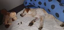 SAMMY, Hund, Mischlingshund in Usingen - Bild 11