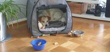 SAMMY, Hund, Mischlingshund in Usingen - Bild 9