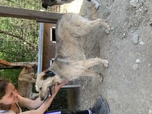 STRUPPI, Hund, Mischlingshund in Rumänien - Bild 12