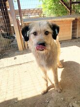 STRUPPI, Hund, Mischlingshund in Rumänien - Bild 13