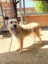 STRUPPI, Hund, Mischlingshund in Rumänien - Bild 2