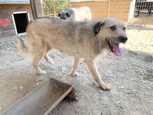 STRUPPI, Hund, Mischlingshund in Rumänien - Bild 5