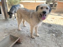 STRUPPI, Hund, Mischlingshund in Rumänien - Bild 6