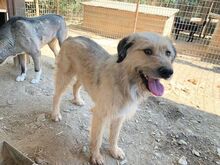 STRUPPI, Hund, Mischlingshund in Rumänien - Bild 8