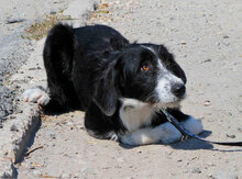DAVINA, Hund, Mischlingshund in Bulgarien - Bild 3