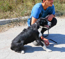 DAVINA, Hund, Mischlingshund in Bulgarien - Bild 5