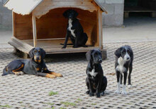 DAVINA, Hund, Mischlingshund in Bulgarien - Bild 8