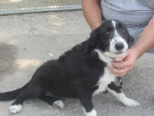 DAVINA, Hund, Mischlingshund in Bulgarien - Bild 9