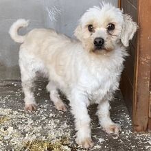 PÖTTI, Hund, Malteser-Mix in Ungarn - Bild 4