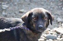 LAIKA, Hund, Mischlingshund in Rumänien - Bild 2