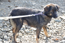 LAIKA, Hund, Mischlingshund in Rumänien - Bild 3