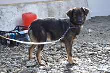 LAIKA, Hund, Mischlingshund in Rumänien - Bild 4