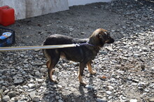 LAIKA, Hund, Mischlingshund in Rumänien - Bild 5
