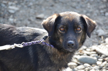 LAIKA, Hund, Mischlingshund in Rumänien - Bild 6