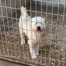 BEDE, Hund, Malteser-Mix in Ungarn - Bild 3