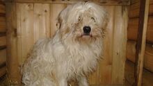BEDE, Hund, Malteser-Mix in Ungarn - Bild 4