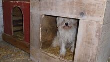 BEDE, Hund, Malteser-Mix in Ungarn - Bild 7