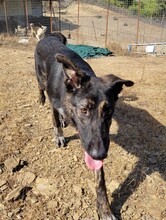 LENNY, Hund, Mischlingshund in Türkei - Bild 2