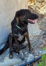 LENNY, Hund, Mischlingshund in Türkei - Bild 6