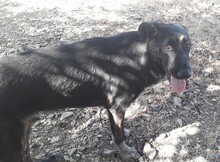 LENNY, Hund, Mischlingshund in Türkei - Bild 7