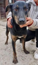 BHAGIN, Hund, Mischlingshund in Rumänien - Bild 10