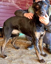 BHAGIN, Hund, Mischlingshund in Rumänien - Bild 13
