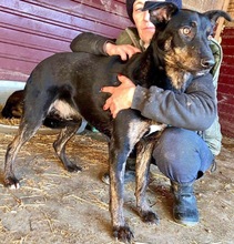 BHAGIN, Hund, Mischlingshund in Rumänien - Bild 14