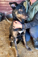BHAGIN, Hund, Mischlingshund in Rumänien - Bild 17