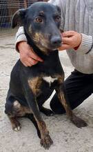 BHAGIN, Hund, Mischlingshund in Rumänien - Bild 2