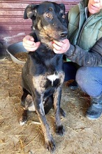 BHAGIN, Hund, Mischlingshund in Rumänien - Bild 20