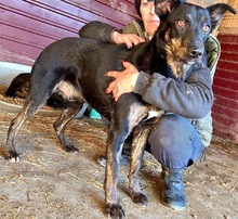 BHAGIN, Hund, Mischlingshund in Rumänien - Bild 22