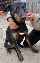 BHAGIN, Hund, Mischlingshund in Rumänien - Bild 4
