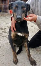 BHAGIN, Hund, Mischlingshund in Rumänien - Bild 7
