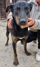 BHAGIN, Hund, Mischlingshund in Rumänien - Bild 8