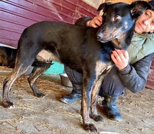 BHAGIN, Hund, Mischlingshund in Rumänien - Bild 9
