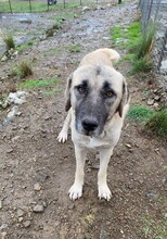RÜFFEL, Hund, Mischlingshund in Türkei - Bild 2