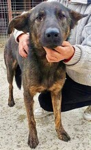 JUSTUS, Hund, Mischlingshund in Rumänien - Bild 1