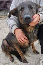 JUSTUS, Hund, Mischlingshund in Rumänien - Bild 2