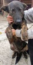 JUSTUS, Hund, Mischlingshund in Rumänien - Bild 4