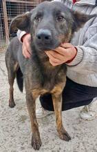 JUSTUS, Hund, Mischlingshund in Rumänien - Bild 5