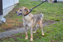 ERNIE, Hund, Mischlingshund in Rumänien - Bild 4