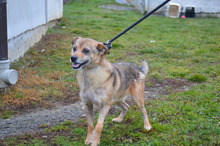 ERNIE, Hund, Mischlingshund in Rumänien - Bild 6