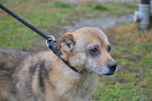 ERNIE, Hund, Mischlingshund in Rumänien - Bild 8