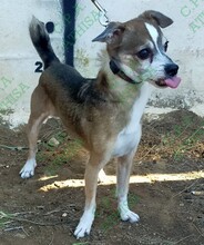 SIRRUKO PEDRO, Hund, Chihuahua-Pinscher-Mix in Spanien - Bild 4