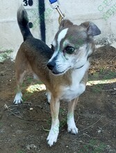 SIRRUKO PEDRO, Hund, Chihuahua-Pinscher-Mix in Spanien - Bild 5
