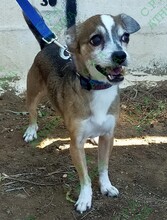 SIRRUKO PEDRO, Hund, Chihuahua-Pinscher-Mix in Spanien - Bild 6